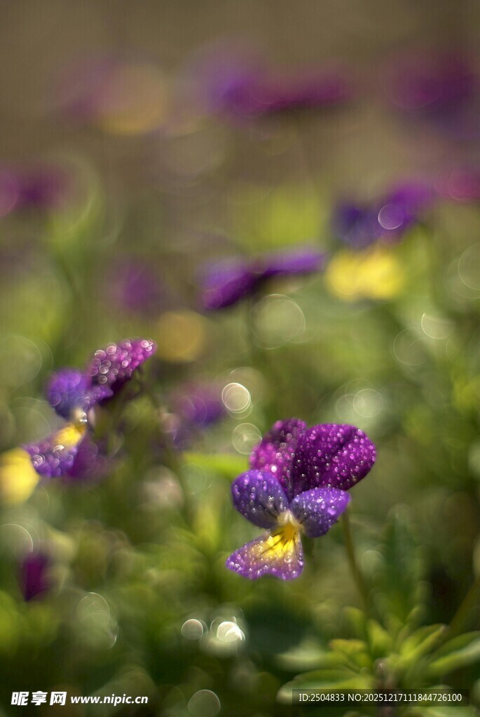 紫色小花绽放于绿意间