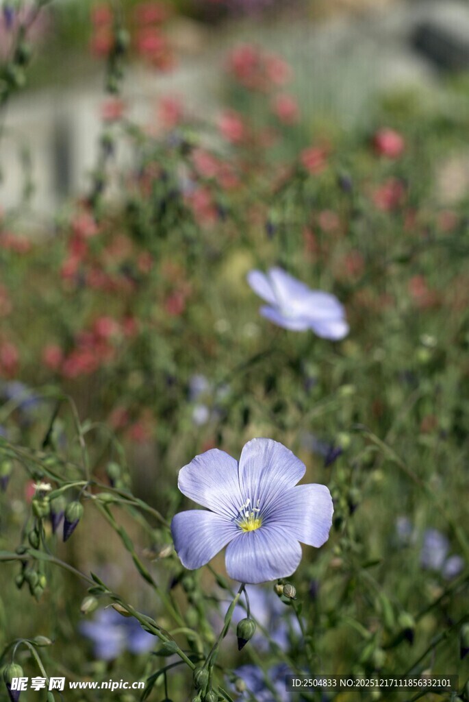 蓝紫色小花绽放于草丛