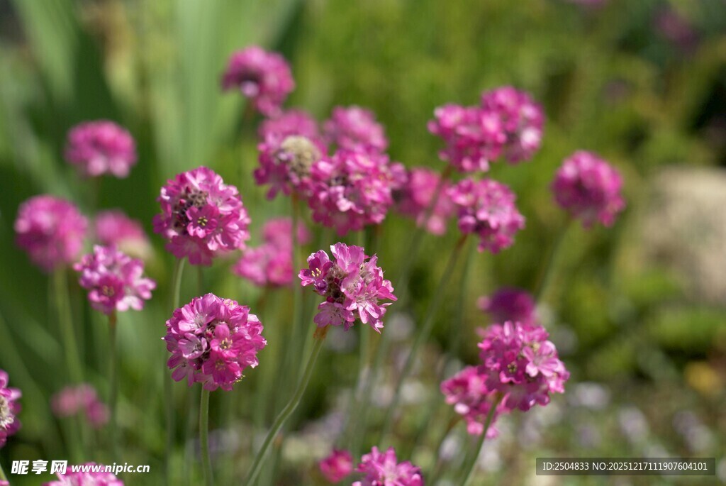 粉色小花绽放于绿意间
