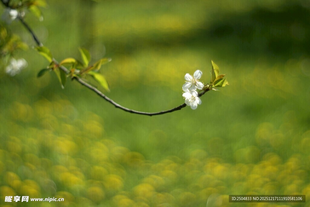 枝头绽放的春日白花