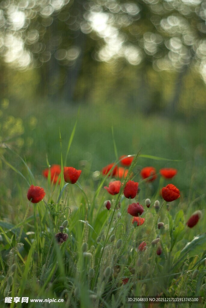田野中的艳丽红色花朵