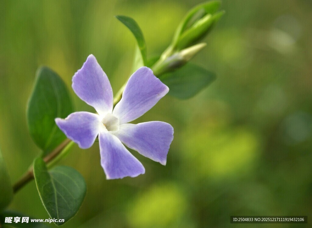 紫色小花绽放绿意间