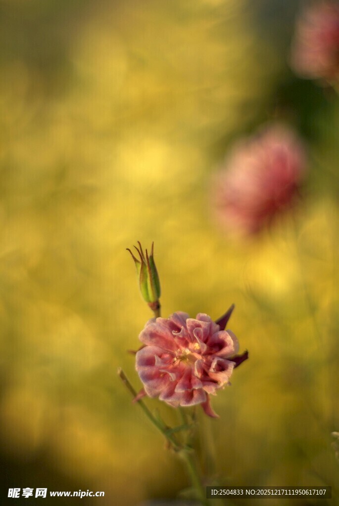 娇艳小花绽放于自然间
