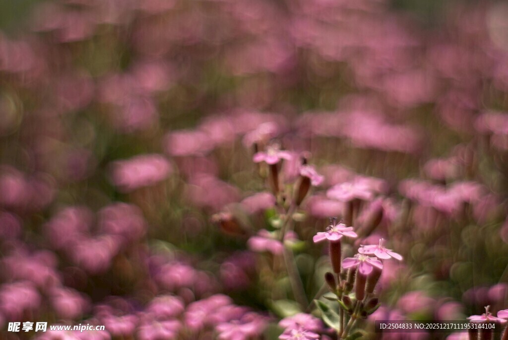 浪漫粉花绽放的美丽景致