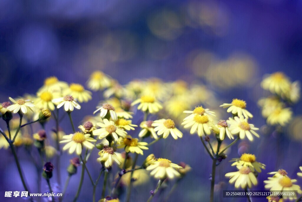烂漫黄色小花绽放美景