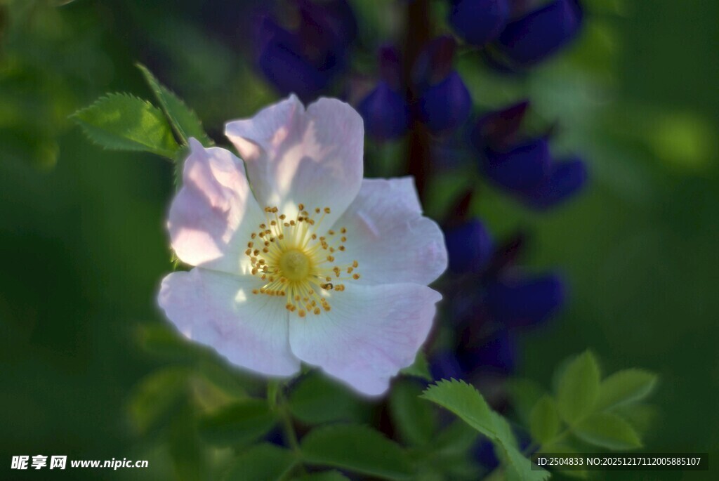 单朵淡粉蔷薇花特写