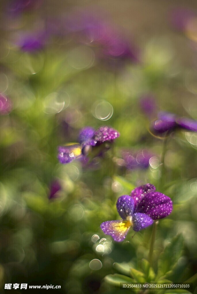 紫色小花绽放于绿意间