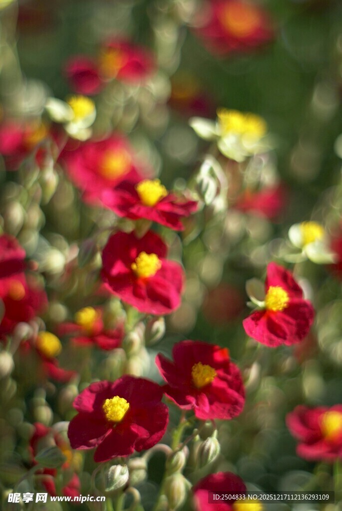 鲜艳多彩花卉绽放