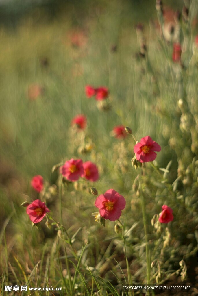 田野中的艳丽红色花朵