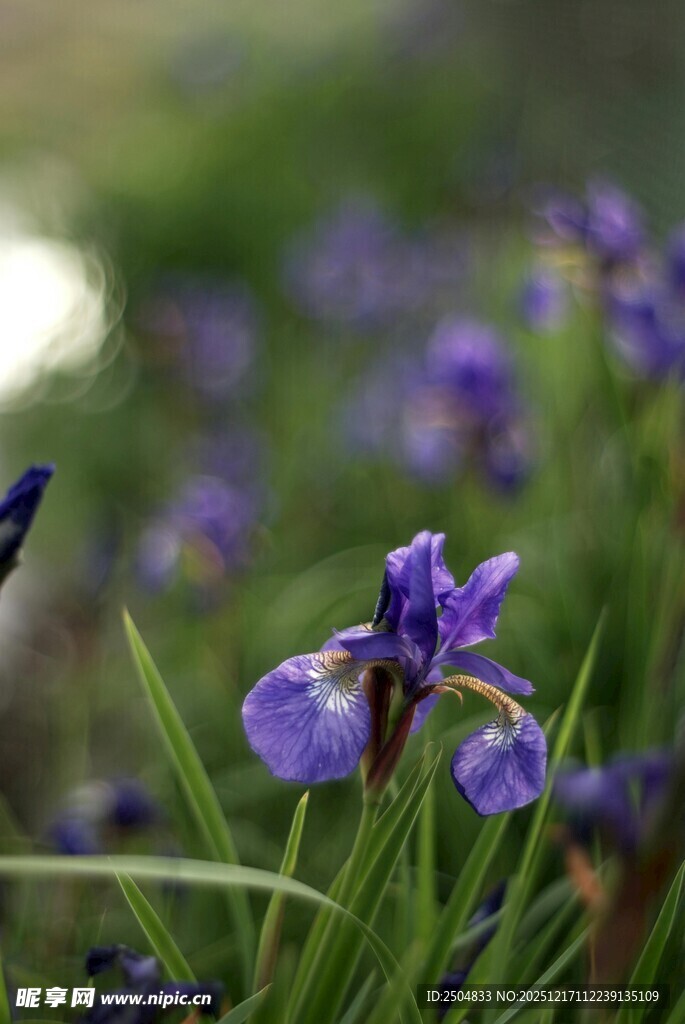 紫色鸢尾花绽放于草丛