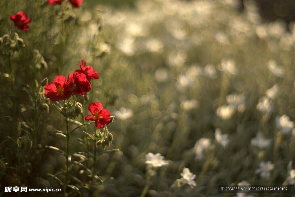 田野中的艳丽红花朵