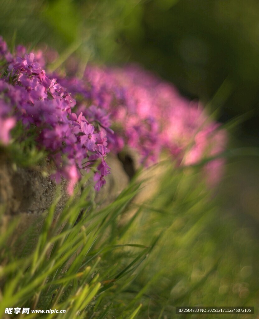 紫色花丛中的自然美景