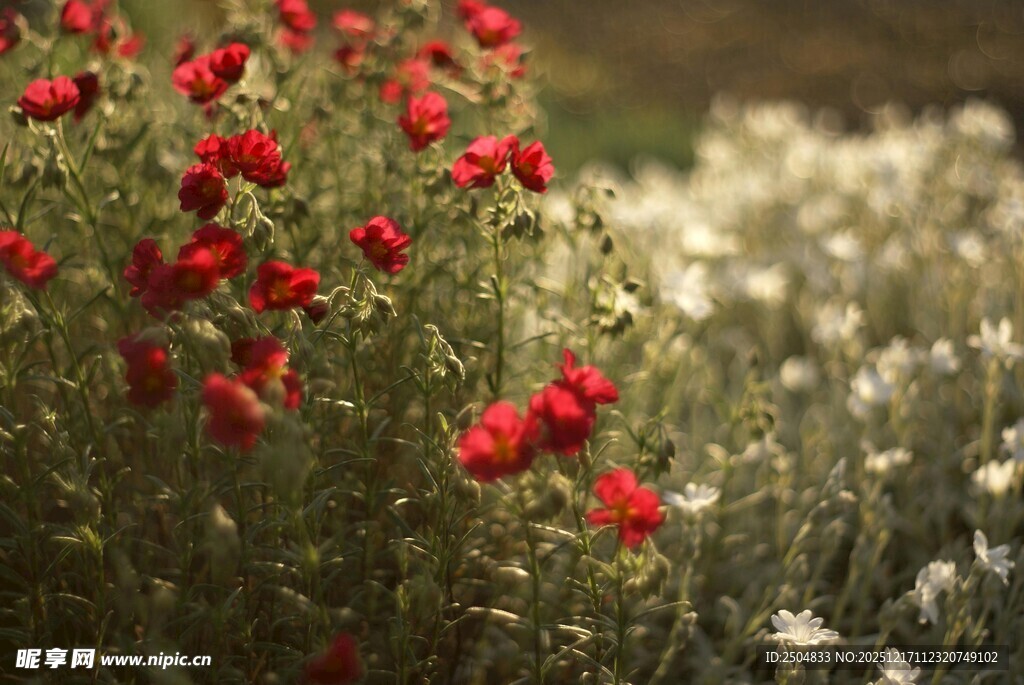 红白花丛绽放美景