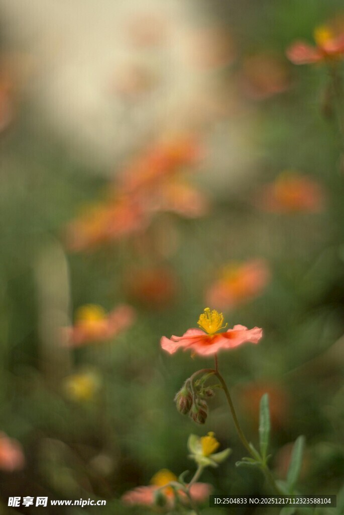 娇艳小花绽放于绿意间