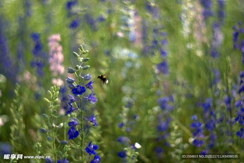 蓝花绽放的清新自然景致