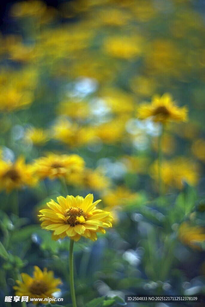 金黄灿烂的美丽小菊花
