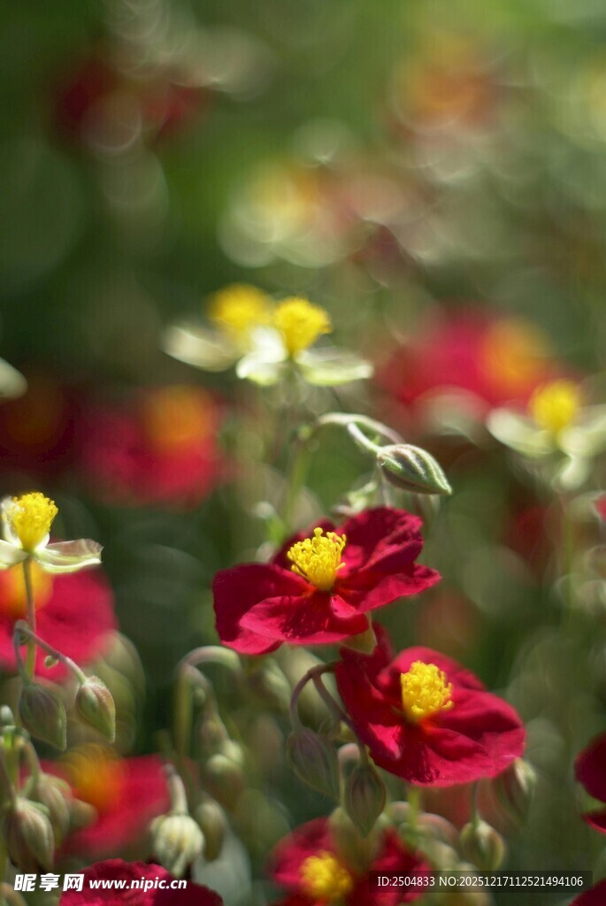 娇艳红花绽放于绿意间