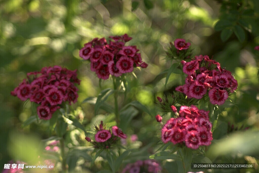 深红花朵绽放于绿意间