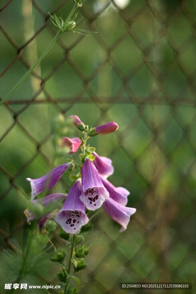 栅栏旁绽放的紫色花朵