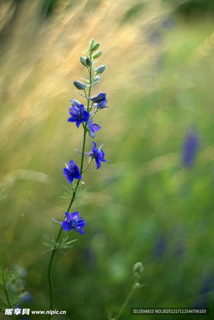 蓝花绽放于绿意之中