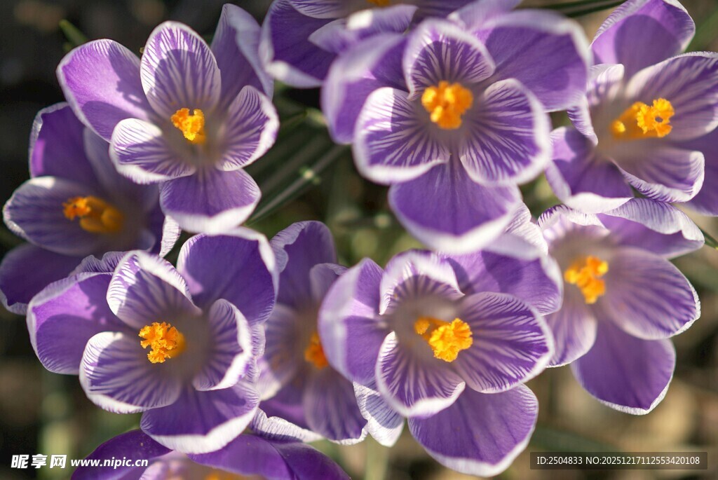 紫色番红花绽放