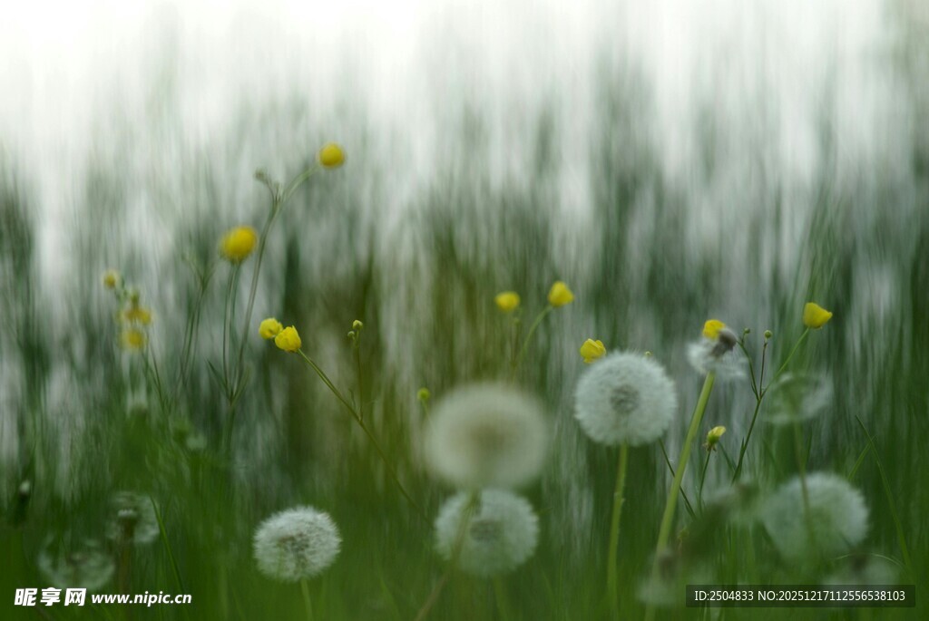 春日蒲公英草地美景