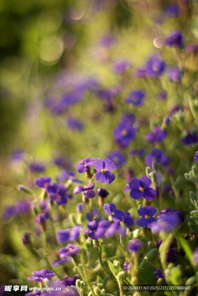 紫色小花绽放于绿意间