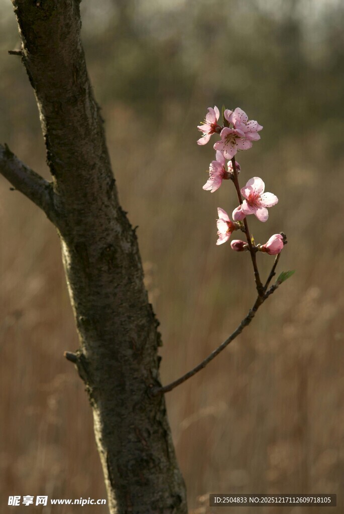 枝头绽放的粉嫩小花