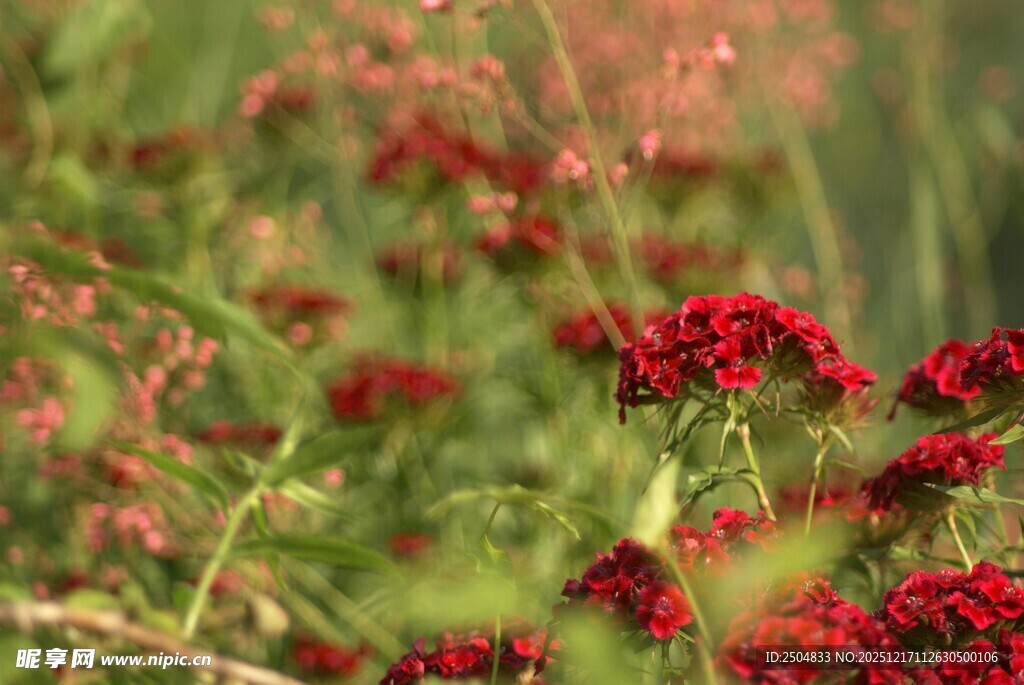 野外艳丽的红色花卉