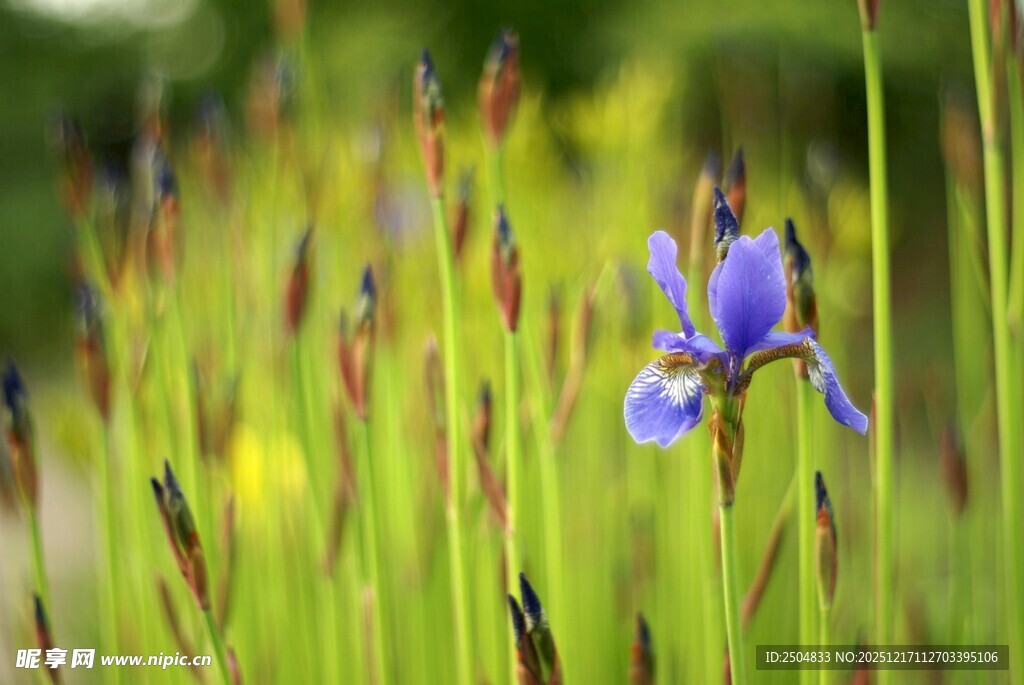 紫色鸢尾花绽放于草丛