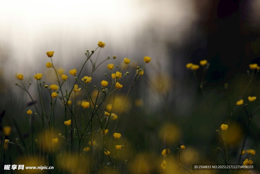 春日黄花绽放美景
