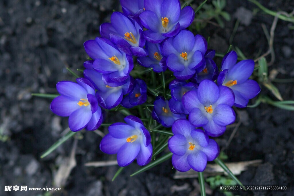 紫色小花绽放于地面