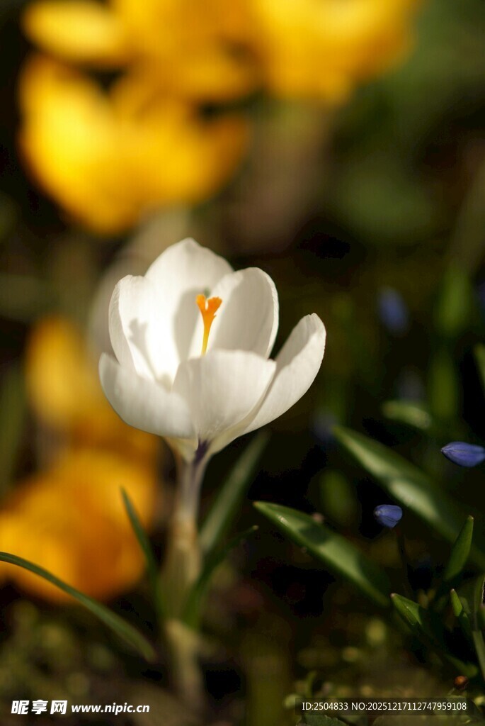 白色番红花绽放