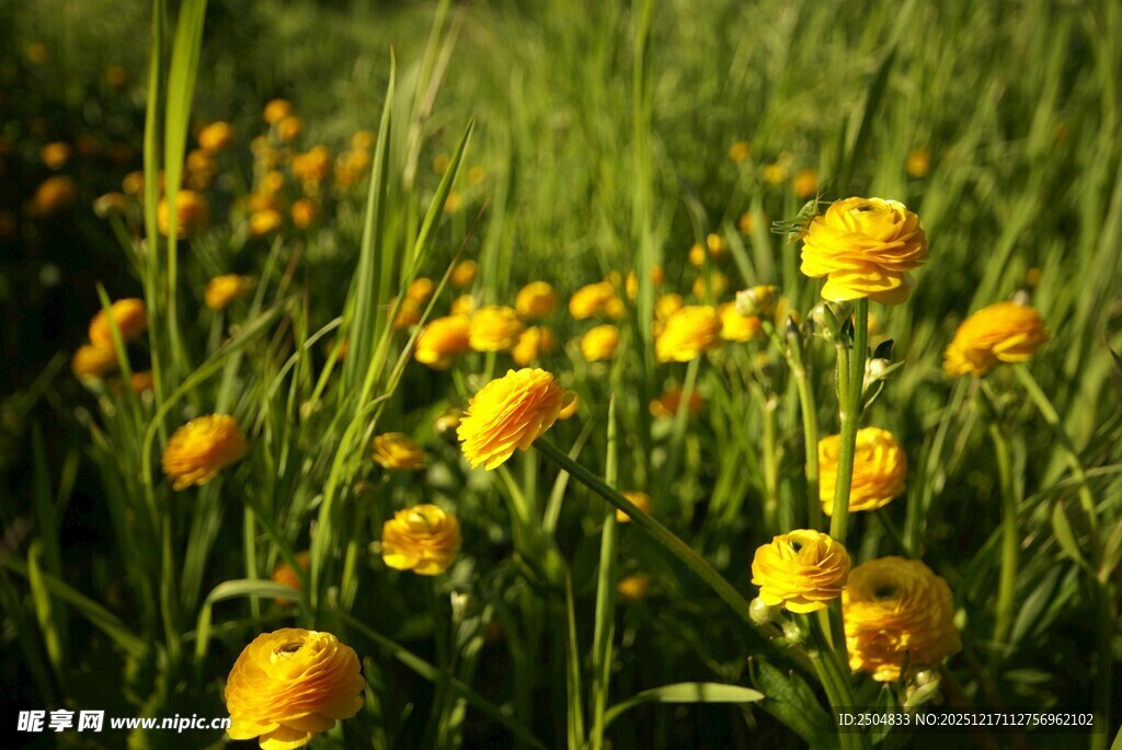 春日黄花绽放于绿草丛中