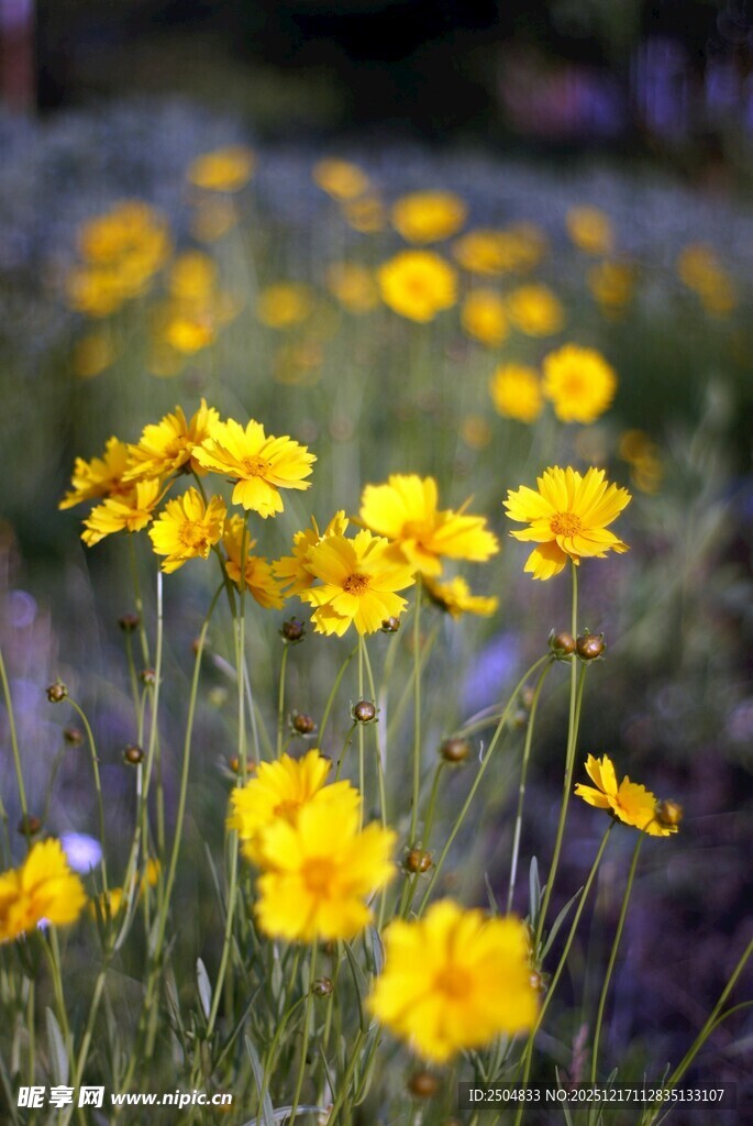 烂漫黄色小花绽放