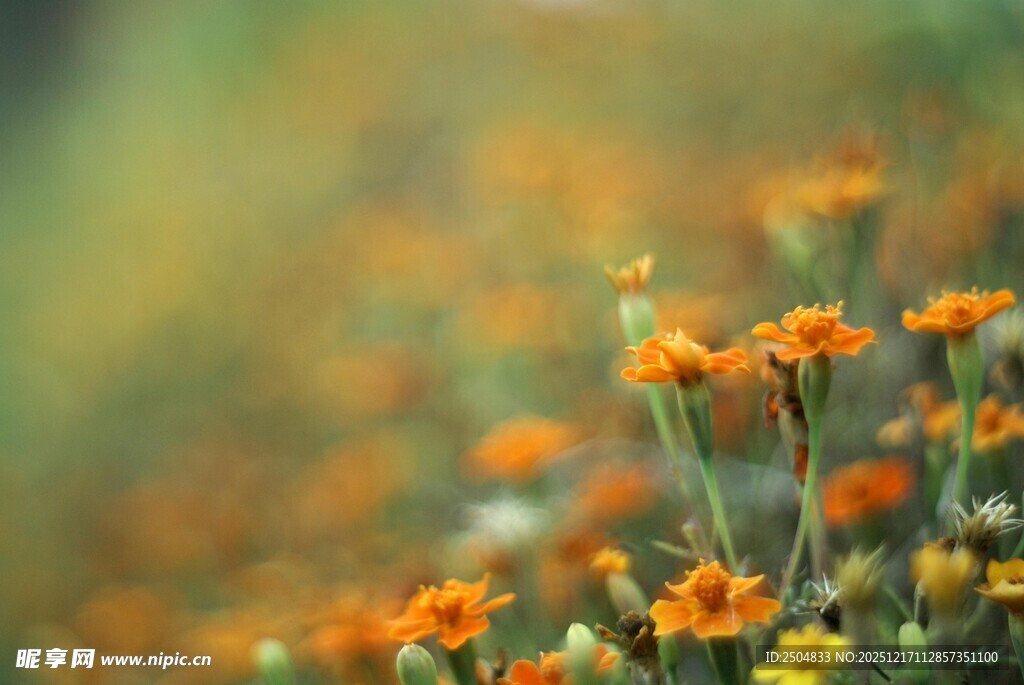 橙色小花绽放于自然间