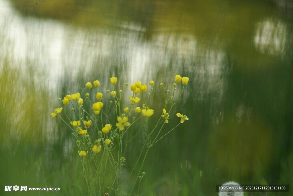 春日绽放的黄色小花