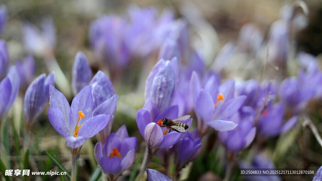 紫色番红花绽放美景