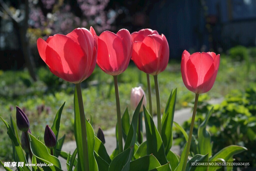 娇艳红郁金香绽放