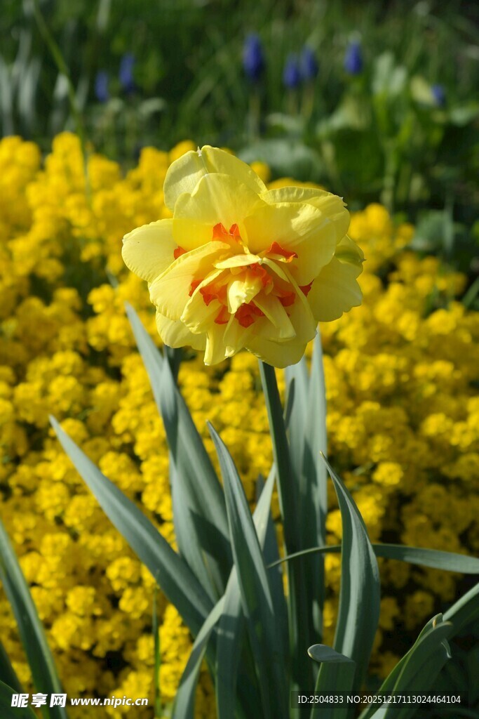 黄色水仙绽放于花丛中