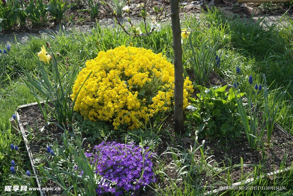 花园中的多彩花卉绽放