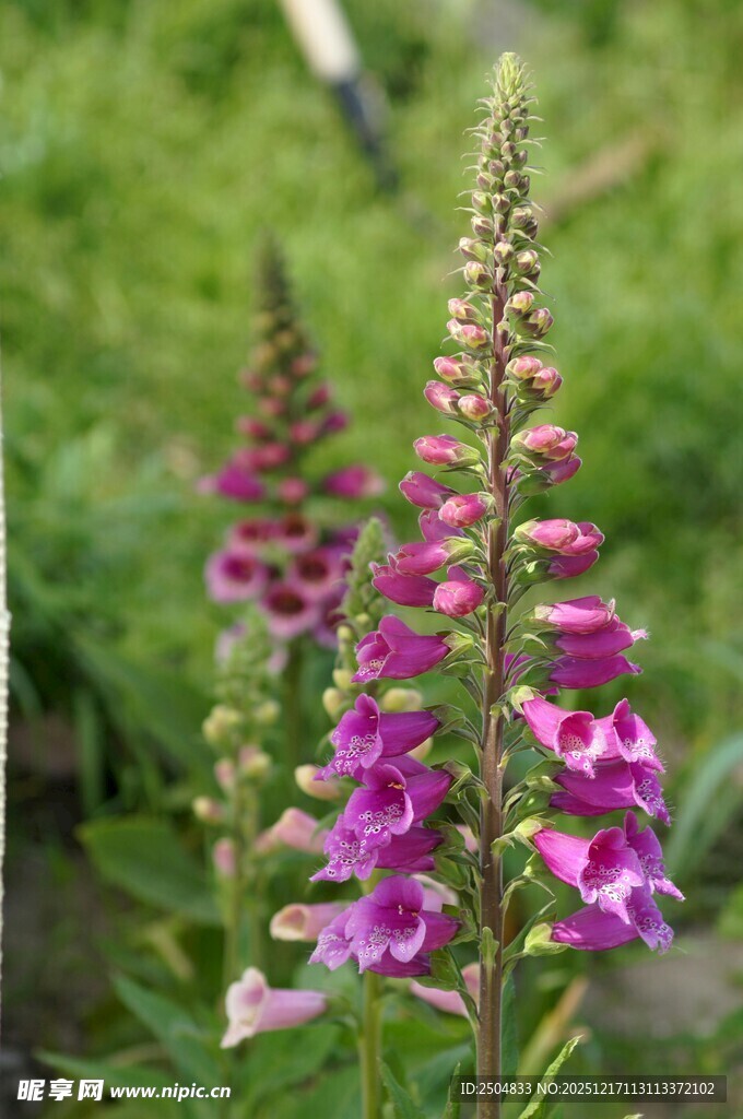 紫色毛地黄绽放于绿野