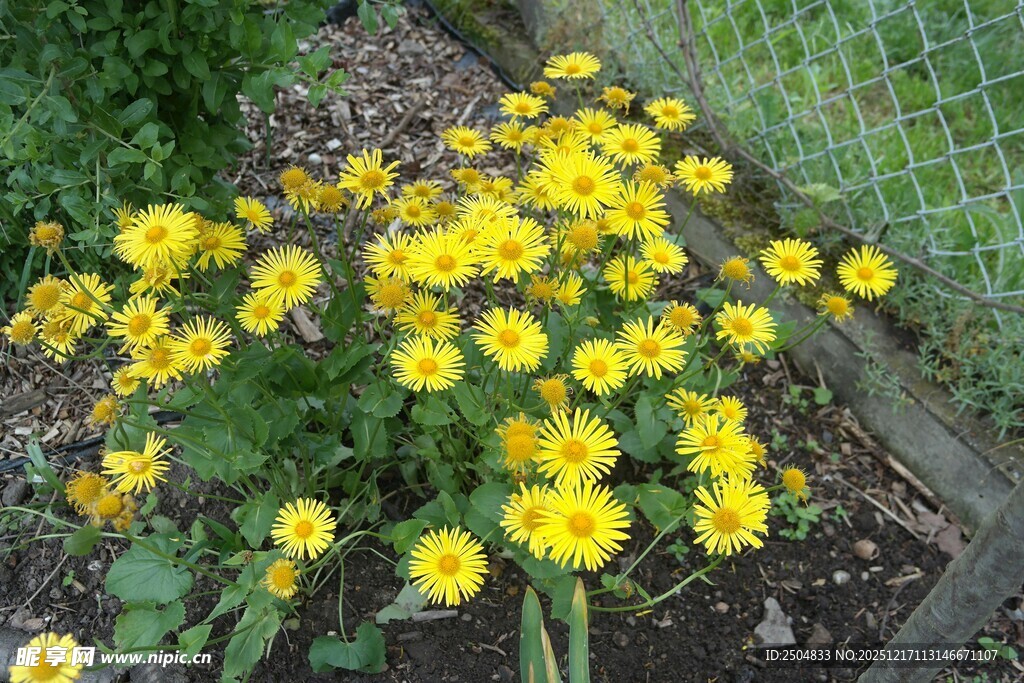 花园中绽放的黄色小花