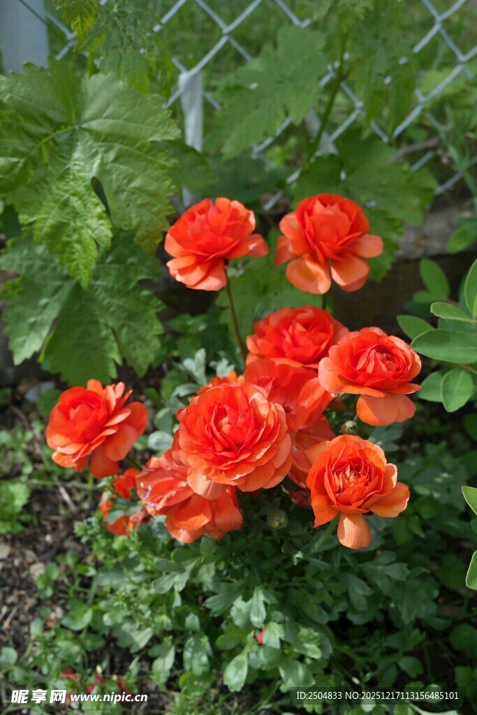 鲜艳橘色花朵绽放于绿叶间