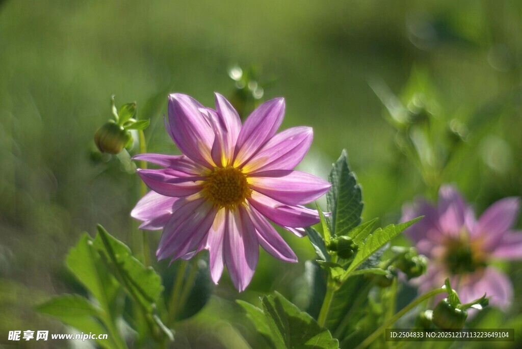 娇艳粉花绽放于绿野间