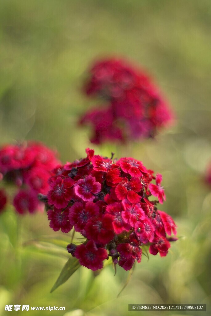 艳丽红色花朵特写