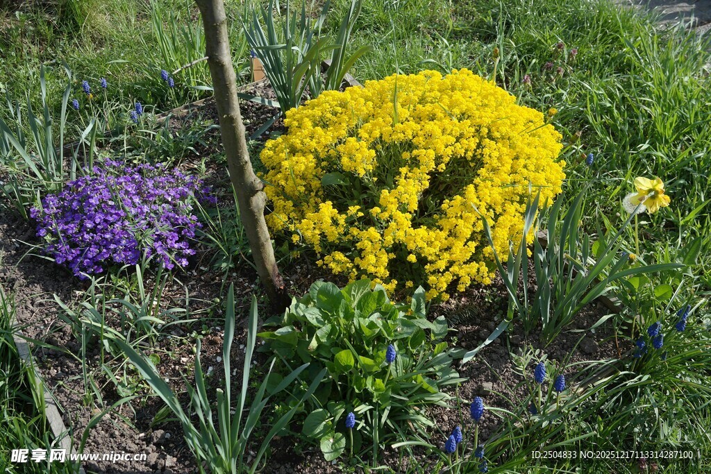 花园中绽放的多彩花卉