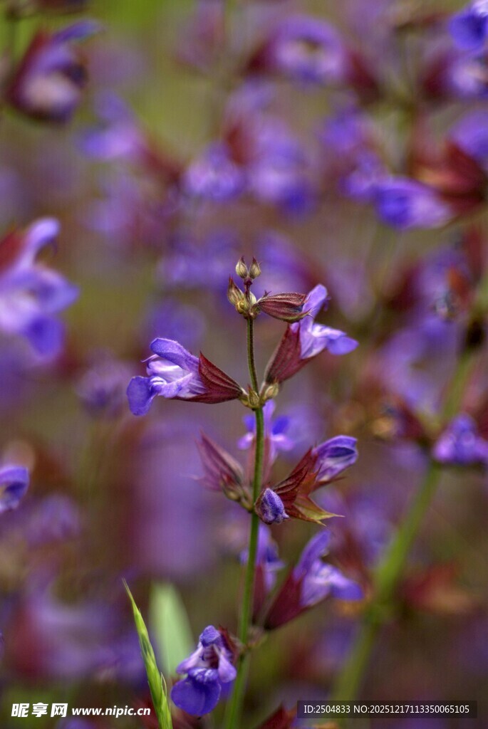 紫色小花绽放的美丽瞬间