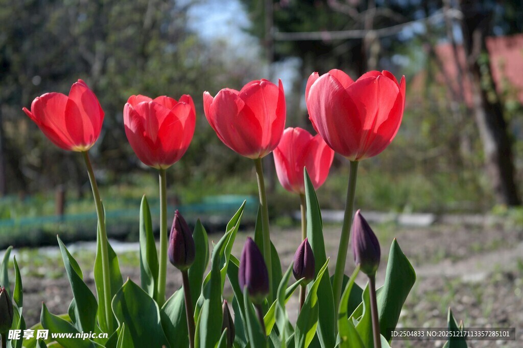 花园中绽放的红色郁金香