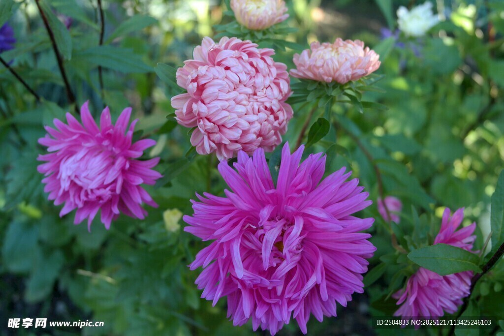 艳丽绽放的多彩翠菊